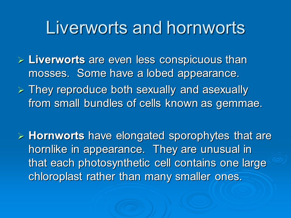 Liverworts and hornworts