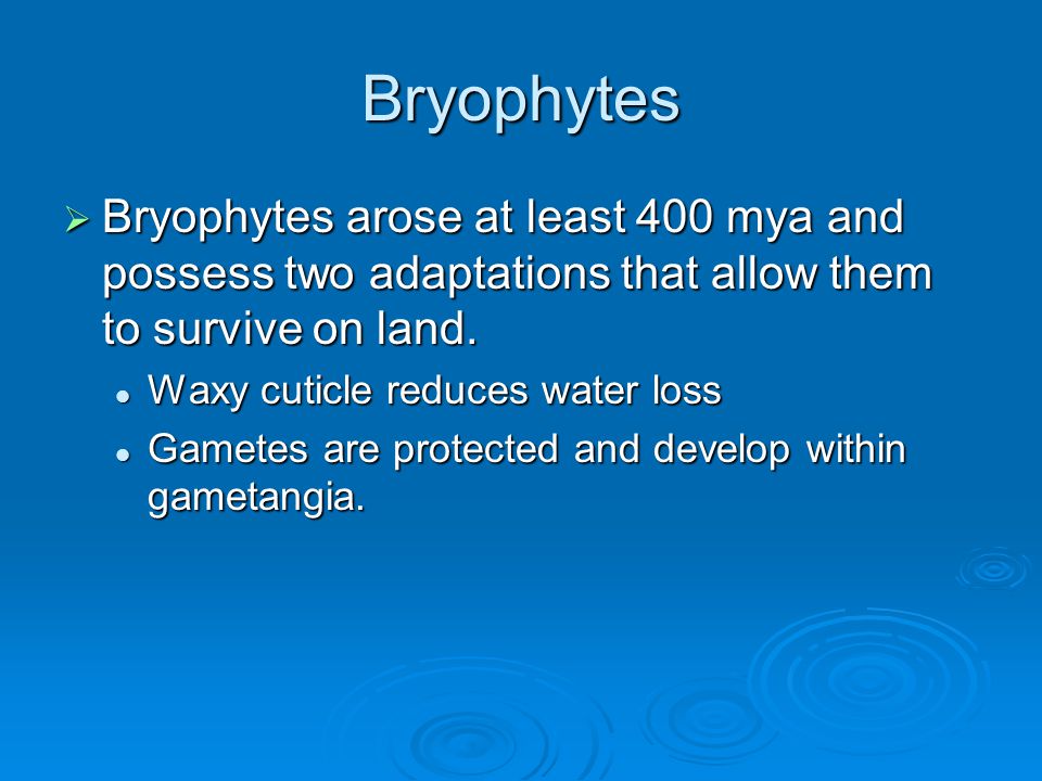 Bryophytes Bryophytes arose at least 400 mya and possess two adaptations that allow them to survive on land.