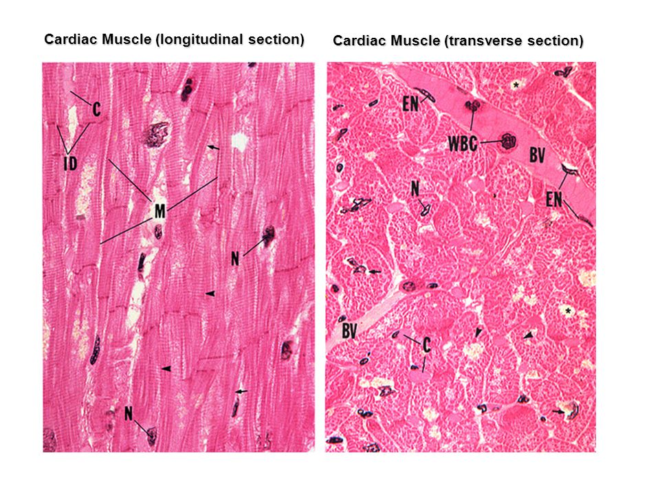 photo Cardiac Muscle Histology Cross Section muscle tissue j matthew velkey ph d