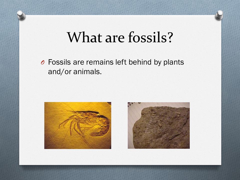 What are fossils Fossils are remains left behind by plants and/or animals.