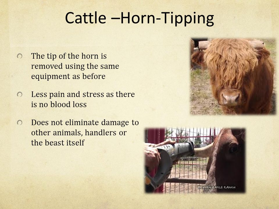 Dehorning/Disbudding of Cattle and Calves - ppt video online download
