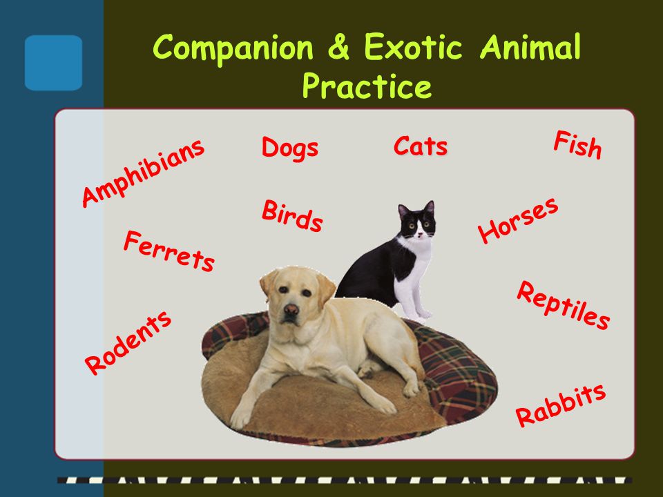 Companion & Exotic Animal Practice