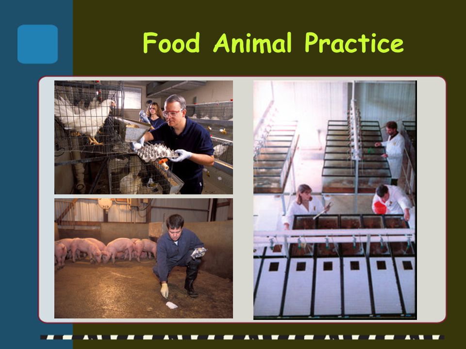 Food Animal Practice