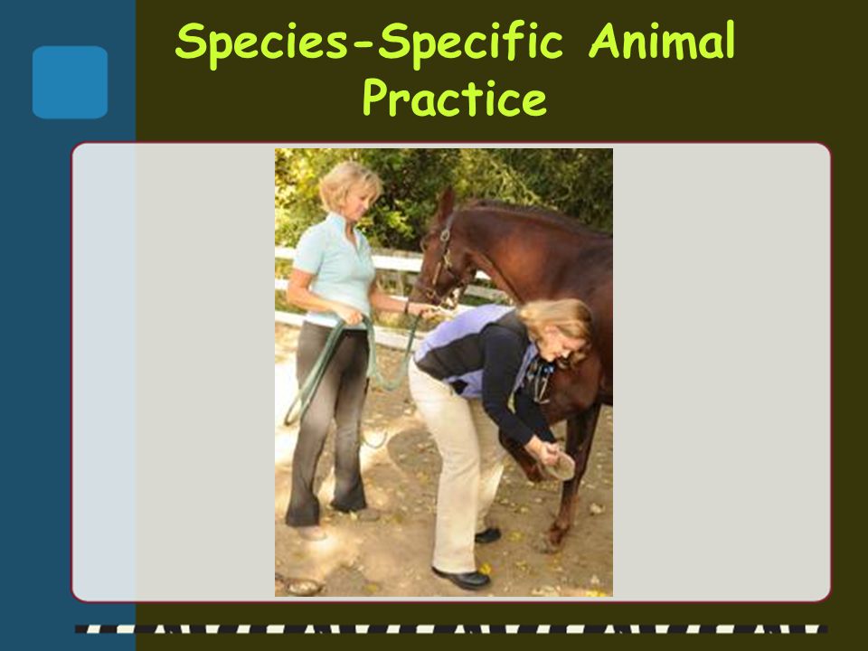Species-Specific Animal Practice