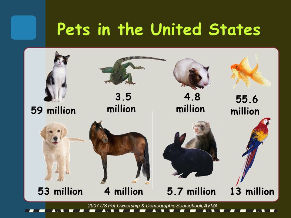 Pets in the United States