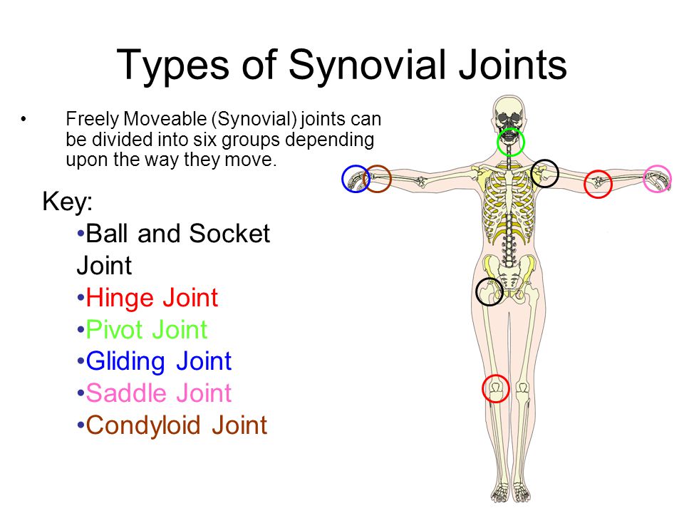 The Skeleton The Types Of Joints And Movement Ppt Video Online Download