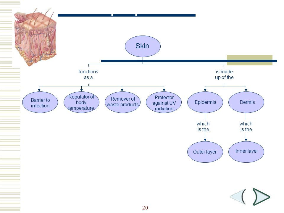 Chapter 36 Skeletal Muscular And Integumentary Systems Ppt Video Online Download
