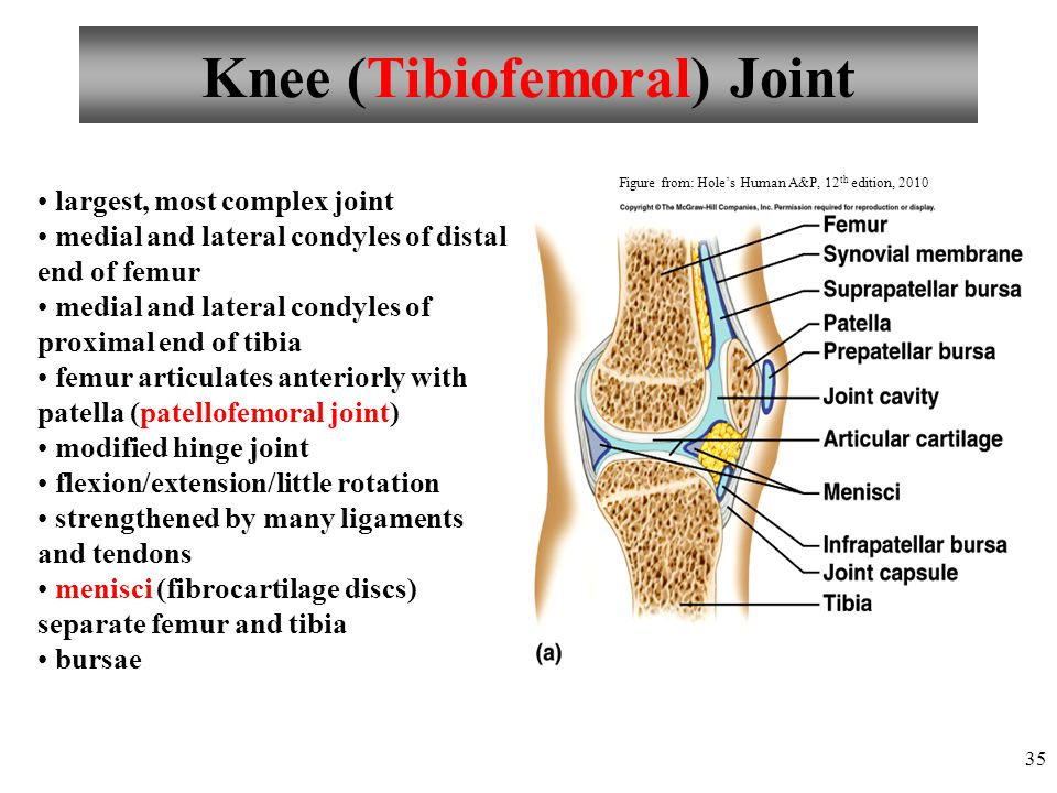 Anatomy and Physiology - ppt video online download