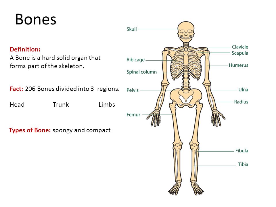 Hard bone. Skeleton Slide 2 Grade.