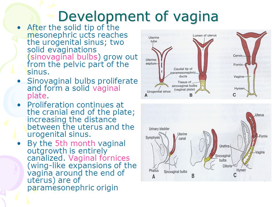 Development of vagina.