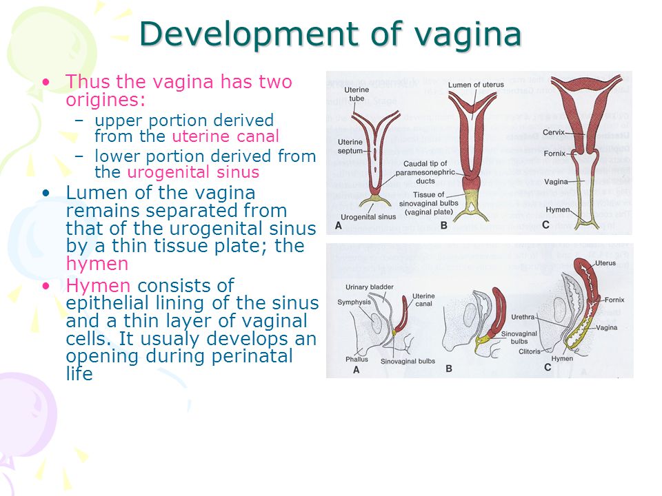 Having 2 vaginas