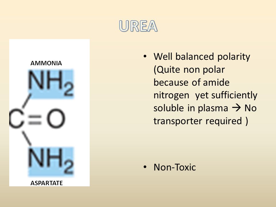 basura Ilegible Consultar Urea cycle and its defects - ppt video online download