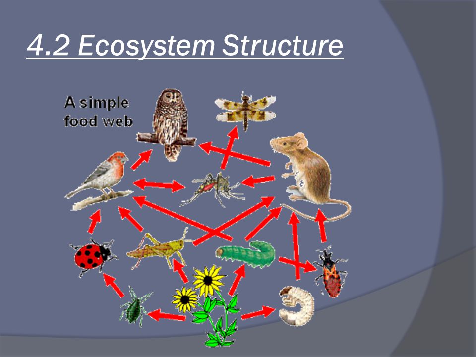 4.2 Ecosystem Structure
