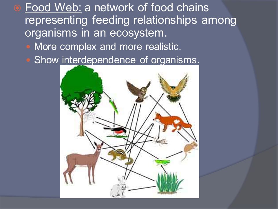 Food Web: a network of food chains representing feeding relationships among organisms in an ecosystem.