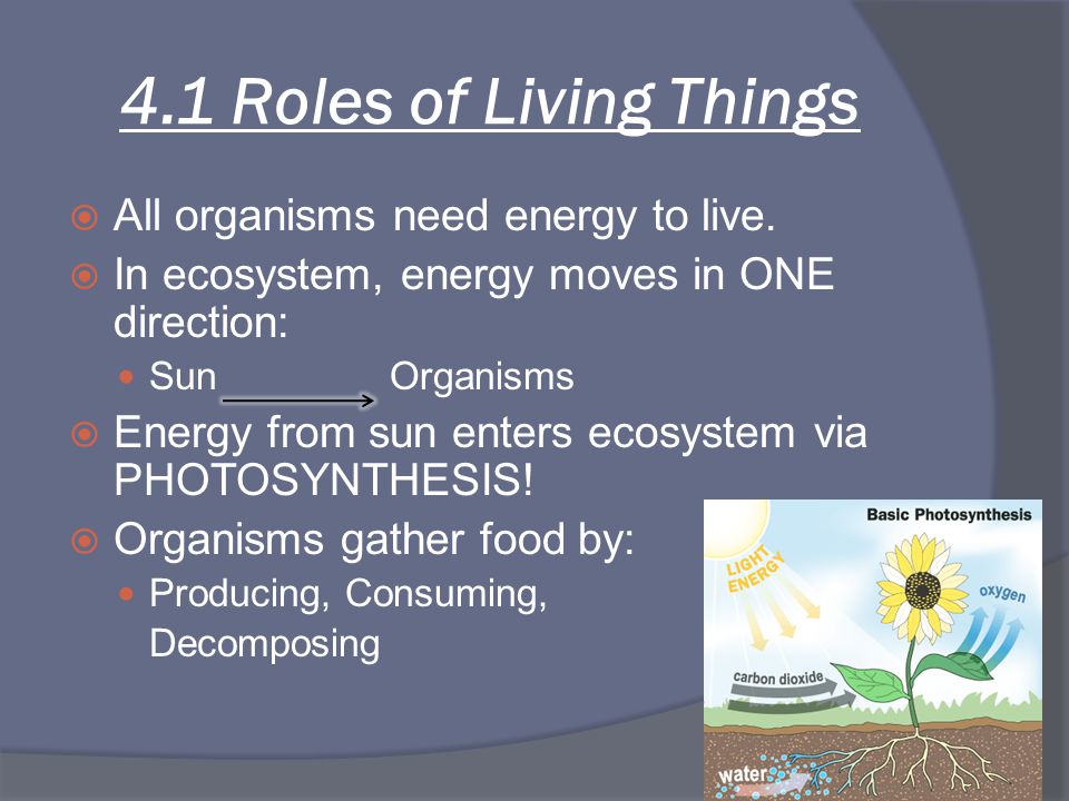 4.1 Roles of Living Things All organisms need energy to live.