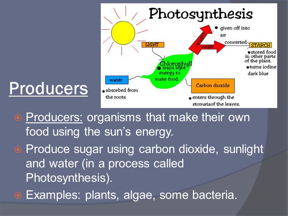 Producers Producers: organisms that make their own food using the sun’s energy.