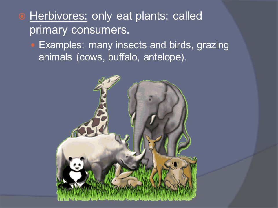 Herbivores: only eat plants; called primary consumers.