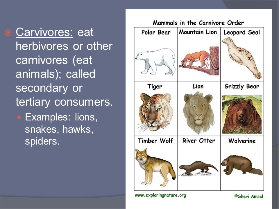 Carvivores: eat herbivores or other carnivores (eat animals); called secondary or tertiary consumers.