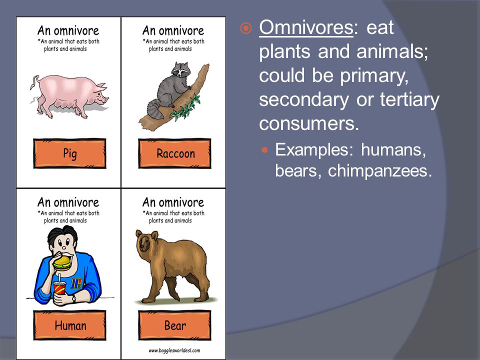 Omnivores: eat plants and animals; could be primary, secondary or tertiary consumers.