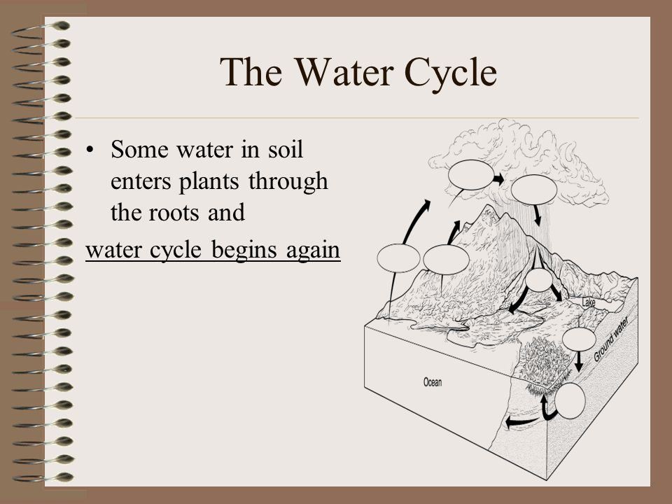 The Water Cycle Some water in soil enters plants through the roots and
