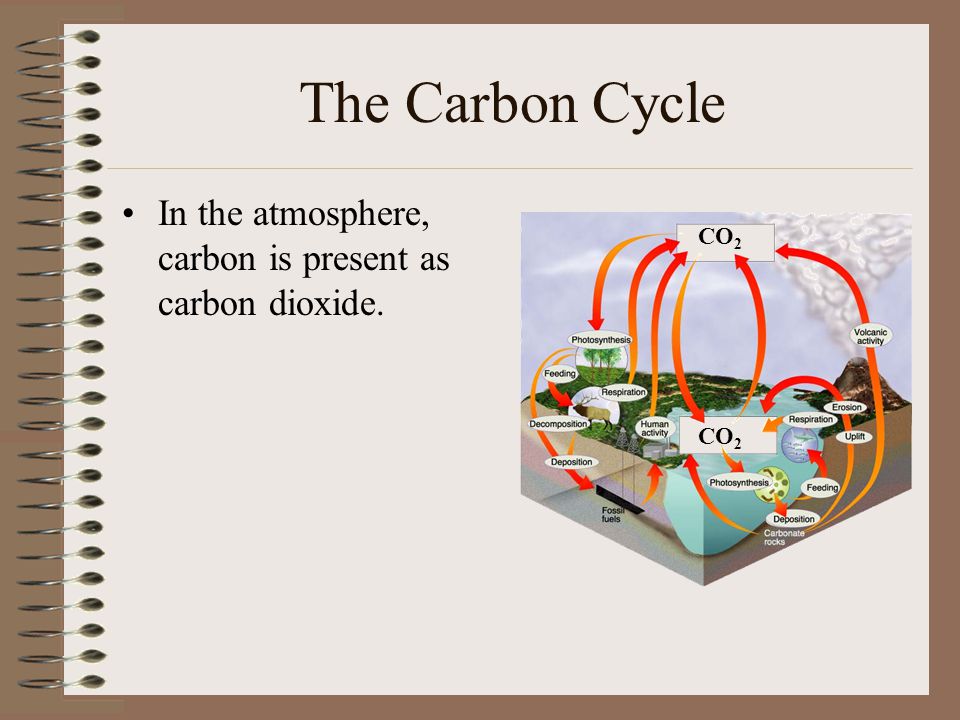 The Carbon Cycle In the atmosphere, carbon is present as carbon dioxide. CO2 CO2