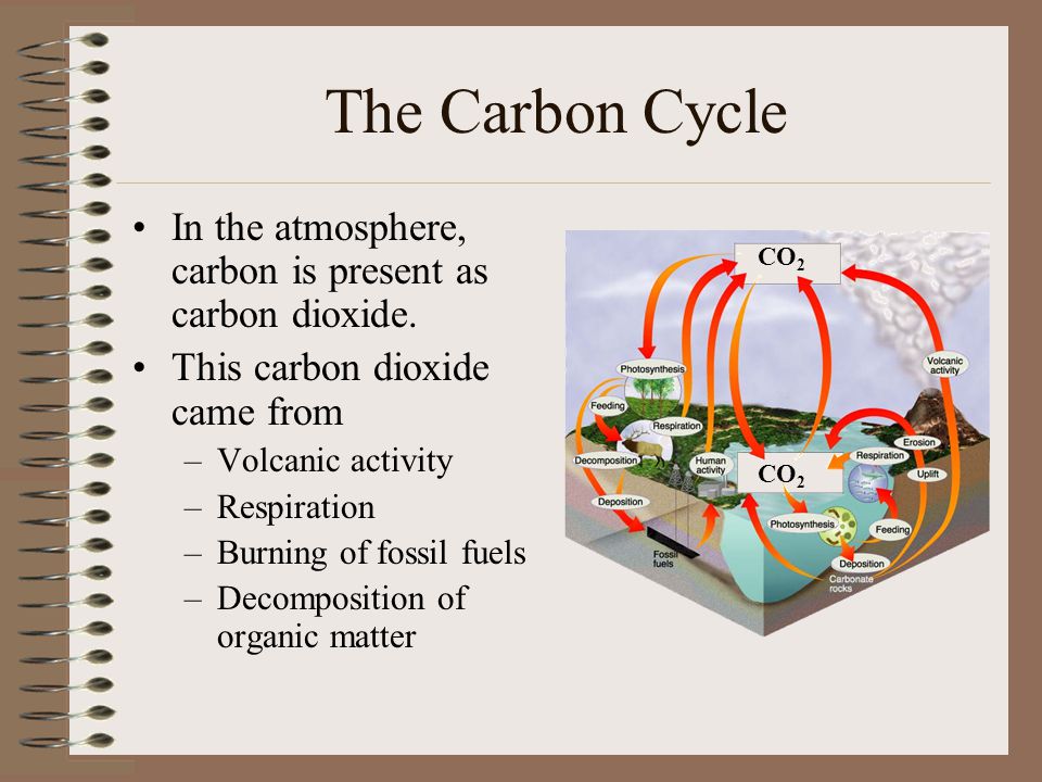 The Carbon Cycle In the atmosphere, carbon is present as carbon dioxide. This carbon dioxide came from.