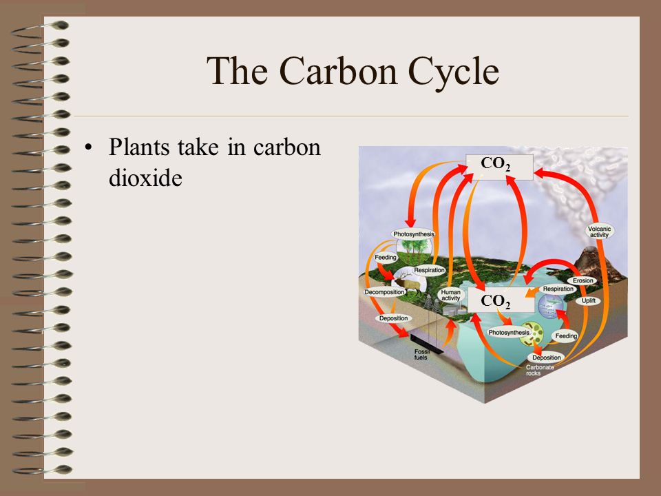 The Carbon Cycle Plants take in carbon dioxide CO2 CO2
