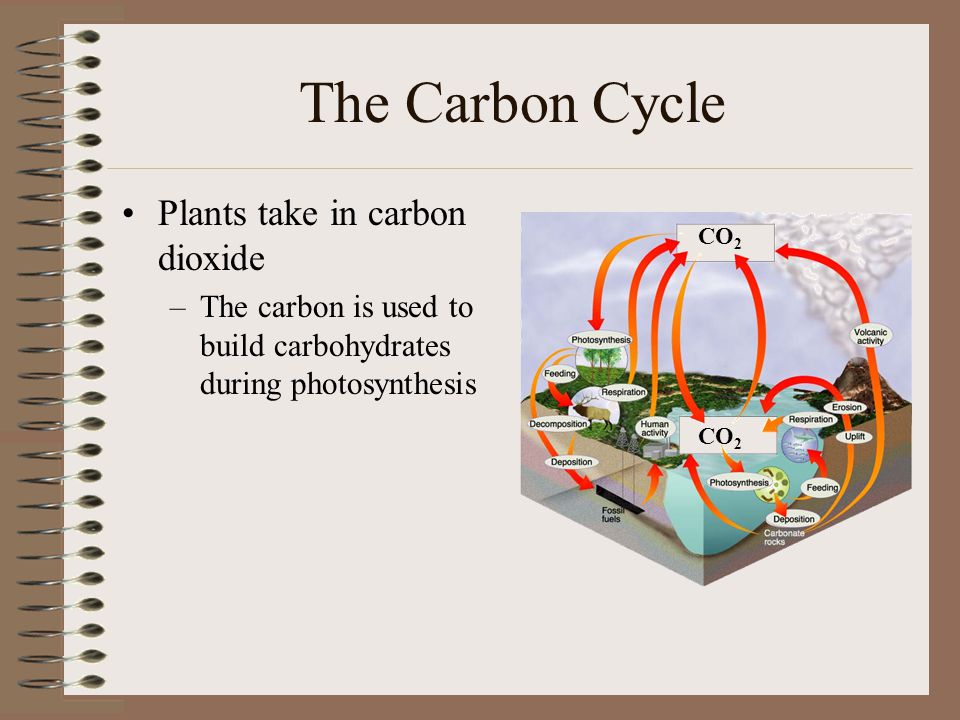 The Carbon Cycle Plants take in carbon dioxide