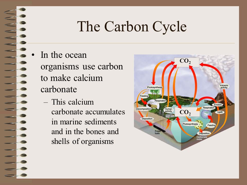 The Carbon Cycle In the ocean organisms use carbon to make calcium carbonate.