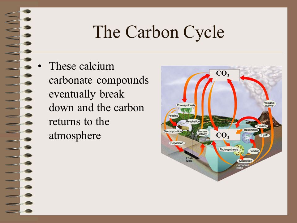 The Carbon Cycle These calcium carbonate compounds eventually break down and the carbon returns to the atmosphere.