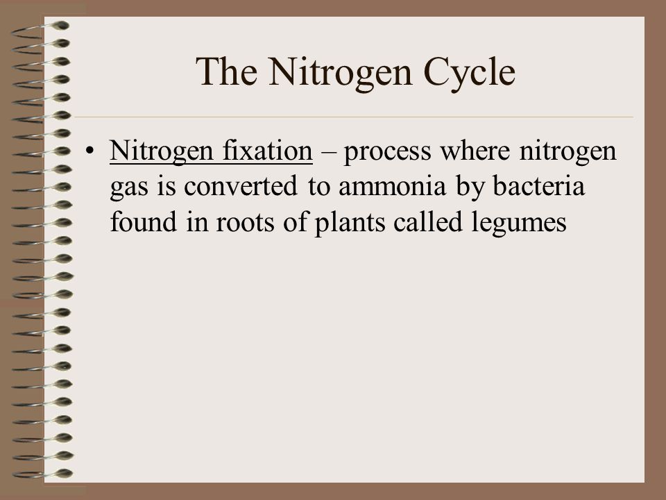 The Nitrogen Cycle Nitrogen fixation – process where nitrogen gas is converted to ammonia by bacteria found in roots of plants called legumes.