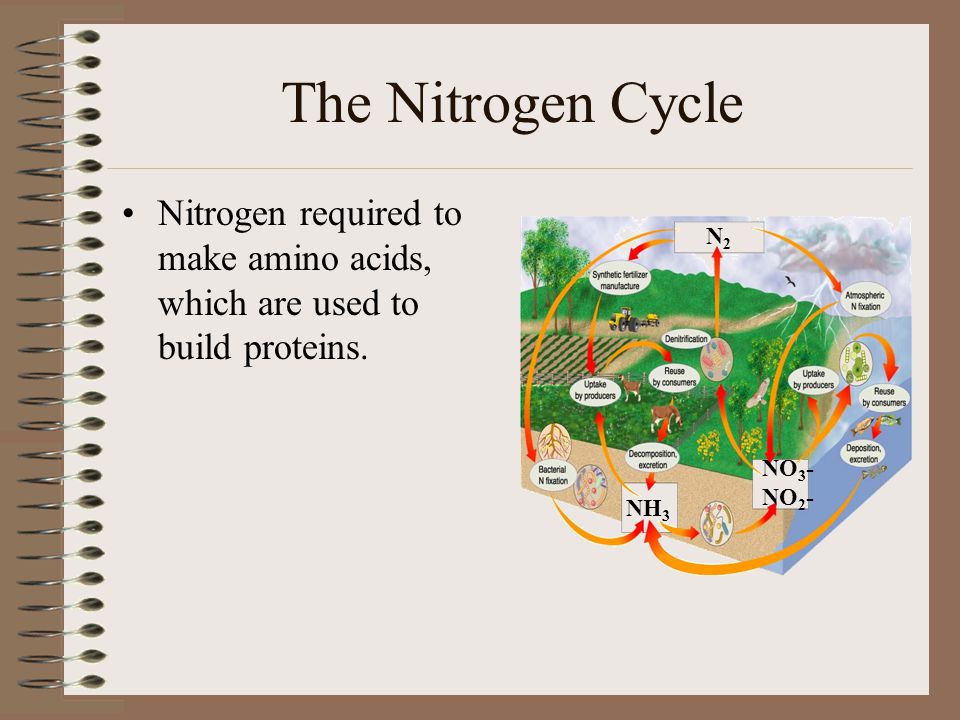 The Nitrogen Cycle Nitrogen required to make amino acids, which are used to build proteins. N2. NO3-