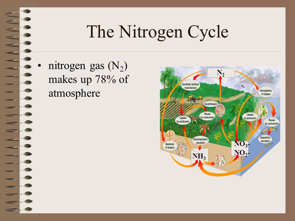 The Nitrogen Cycle nitrogen gas (N2) makes up 78% of atmosphere N2