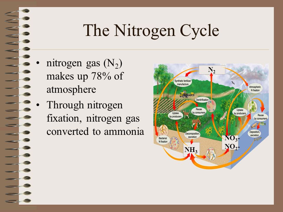 The Nitrogen Cycle nitrogen gas (N2) makes up 78% of atmosphere