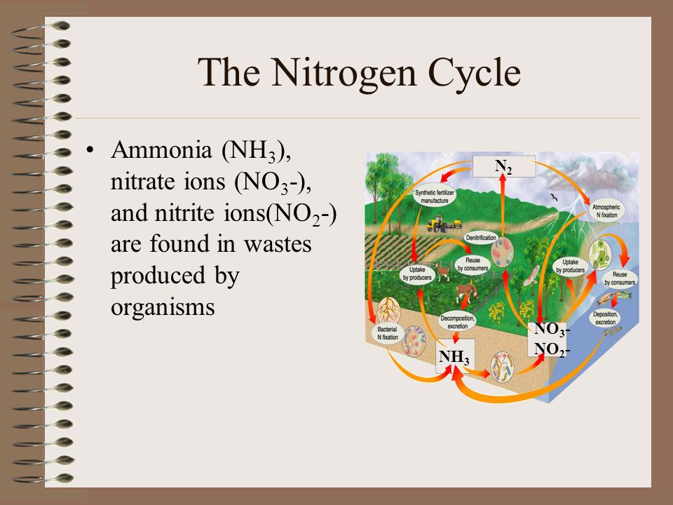 The Nitrogen Cycle Ammonia (NH3), nitrate ions (NO3-), and nitrite ions(NO2-) are found in wastes produced by organisms.