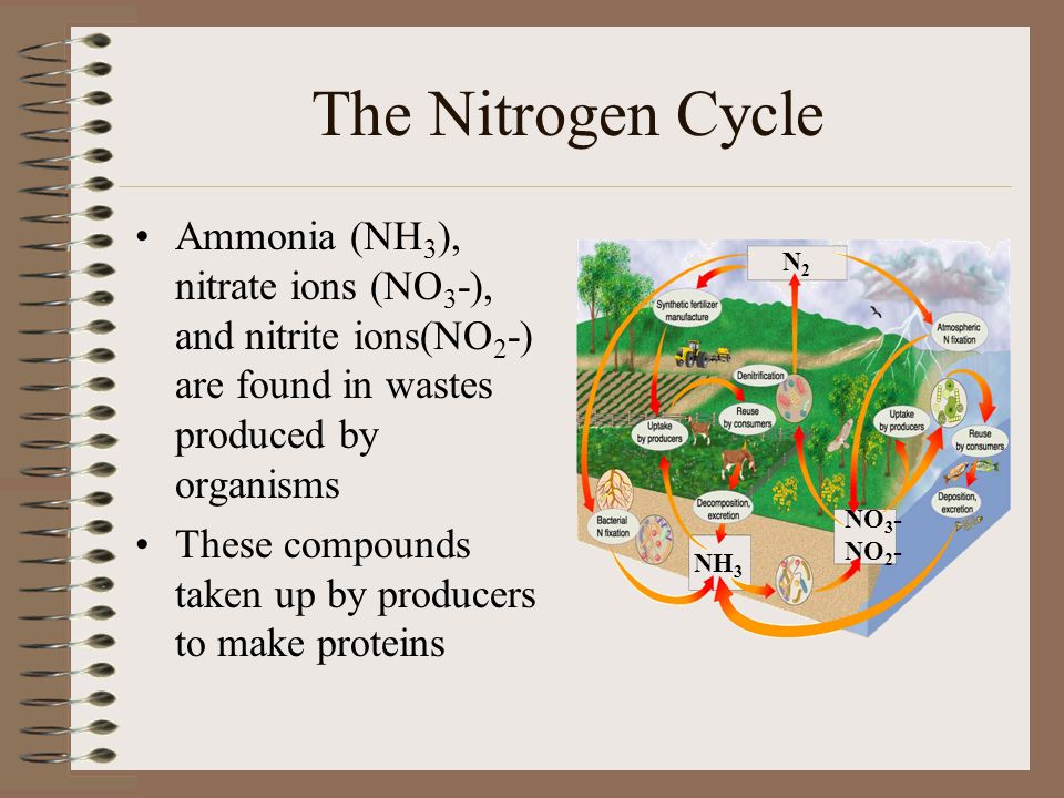 The Nitrogen Cycle Ammonia (NH3), nitrate ions (NO3-), and nitrite ions(NO2-) are found in wastes produced by organisms.