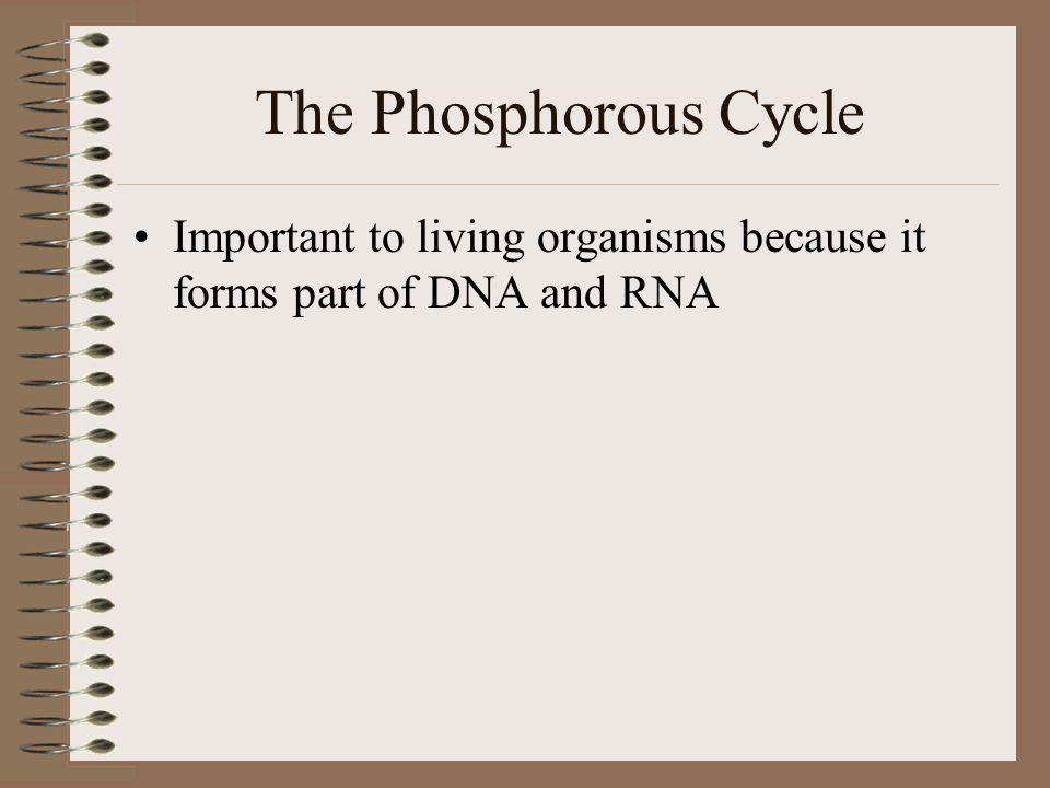 The Phosphorous Cycle Important to living organisms because it forms part of DNA and RNA