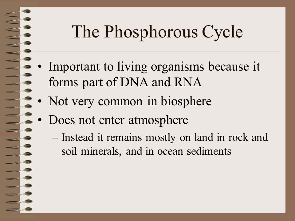 The Phosphorous Cycle Important to living organisms because it forms part of DNA and RNA. Not very common in biosphere.