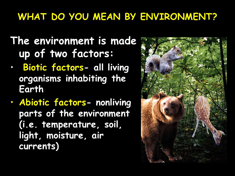 WHAT DO YOU MEAN BY ENVIRONMENT