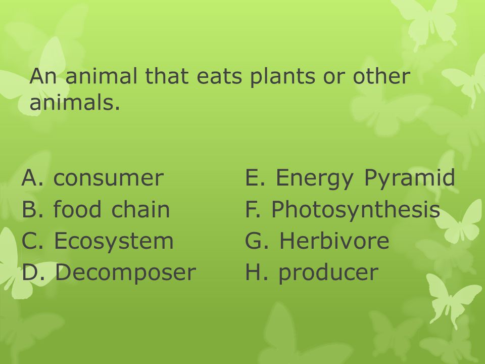An animal that eats plants or other animals.