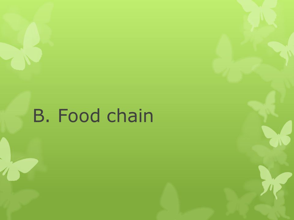 B. Food chain
