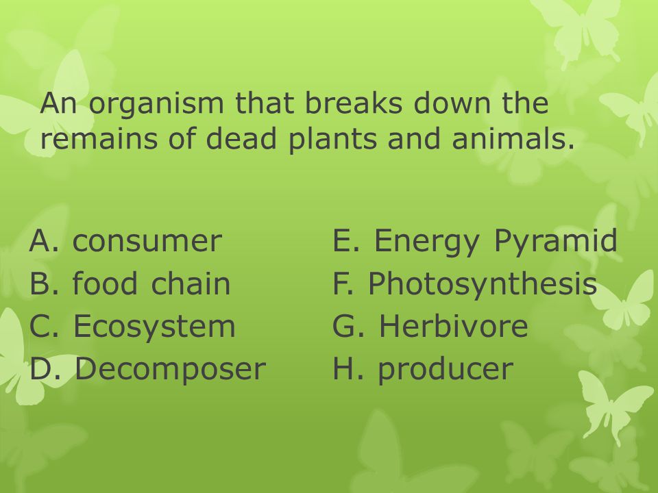 An organism that breaks down the remains of dead plants and animals.