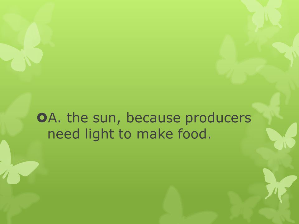 A. the sun, because producers need light to make food.