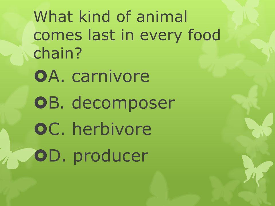 What kind of animal comes last in every food chain