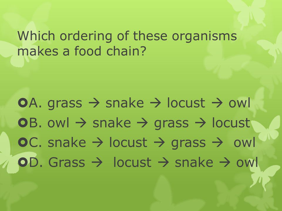 Which ordering of these organisms makes a food chain