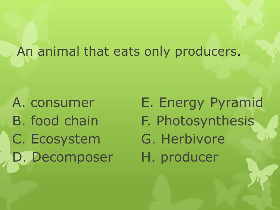 An animal that eats only producers.