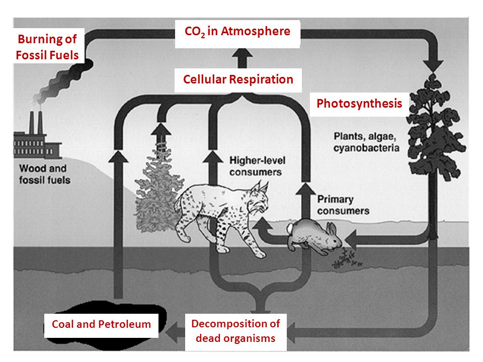 Burning of Fossil Fuels Decomposition of dead organisms