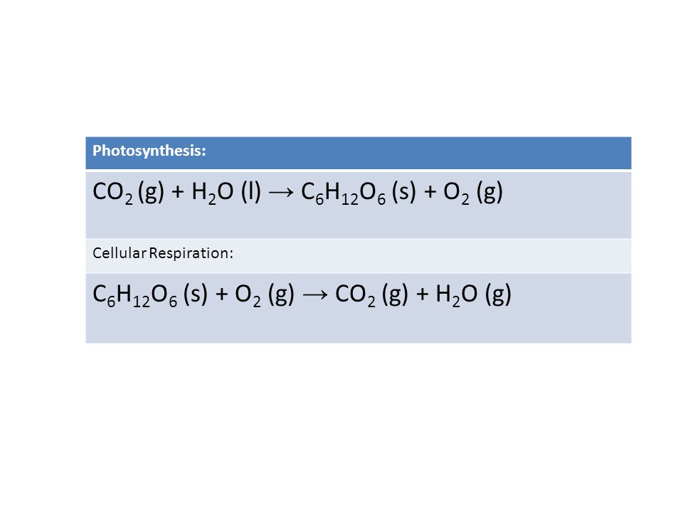 CO2 (g) + H2O (l) → C6H12O6 (s) + O2 (g)