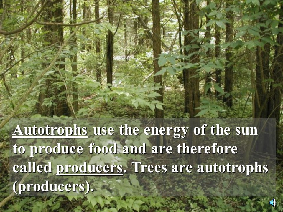 Autotrophs use the energy of the sun to produce food and are therefore called producers.