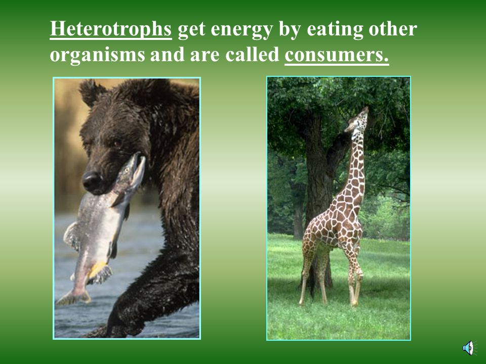 Heterotrophs get energy by eating other organisms and are called consumers.